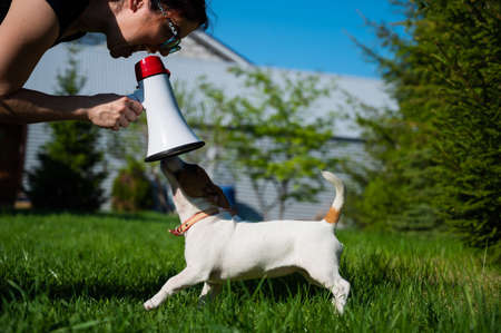 A woman yells at a lying dog through a megaphone. The girl brings up a puppy Jack Russell Terrier...
