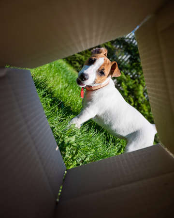 A curious dog is looking at something inside a cardboard box in a park. Puppy Jack Russell Terrier...