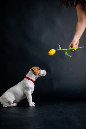 Woman teases funny puppy with flower in studio. Little mischievous dog hunts for a tulip on a black background. Female hand plays with jack russell terrier.の写真素材