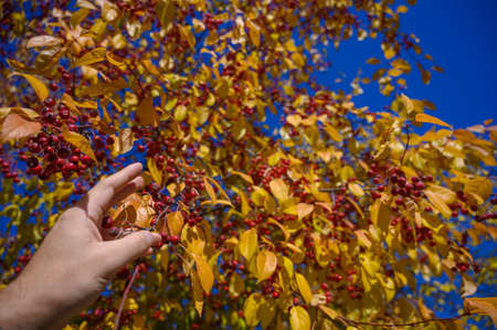 A man holds rowan berries in the park on a warm autumn day.