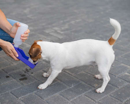 The dog drinks from a portable pet water bottle while walking with the ownerの写真素材