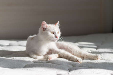 A trimmed white cat lies on the bed at home. Grooming concept for catsの写真素材