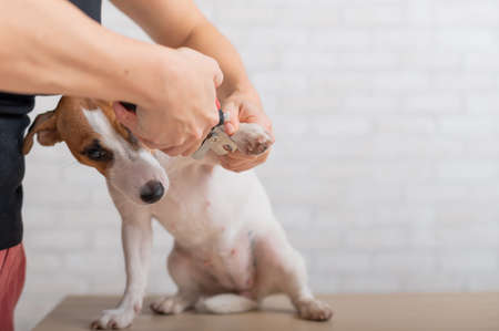 A woman cuts her claws on a Jack Russell Terrier. Frightened dog in grooming procedureの写真素材