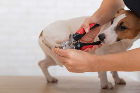 A woman cuts her claws on a Jack Russell Terrier. Frightened dog in grooming procedureの写真素材