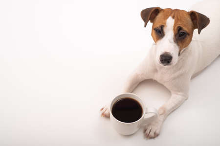 Jack russell terrier dog with a mug of black coffee on a white background.の写真素材