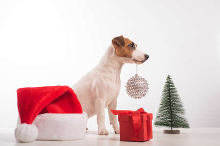 Smart dog jack russell terrier holds a christmas decoration in its mouth on a white backgroundの写真素材