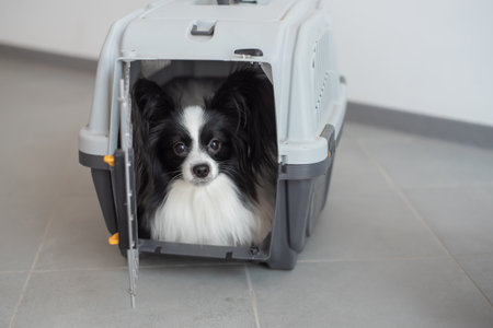 A dog in a box for safe travel. Papillon in a pet transport cageの写真素材