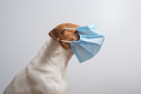 A woman puts a medical mask on a dogの写真素材