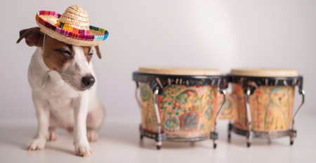 A funny dog in a sombrero plays mini bongo drums. Jack Russell Terrier in a straw hat next to a...