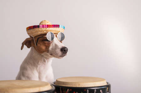 A funny dog in a sombrero and sunglasses plays the mini bongo drums. Jack Russell Terrier in a straw...