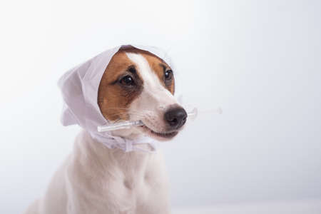 Little dog jack russell terrier in a doctors headdress with a syringe in his mouth on a white background. Copy spaceの写真素材