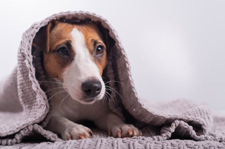 A cute little dog lies covered with a gray plaid. The muzzle of a Jack Russell Terrier sticks out from under the blanketの写真素材