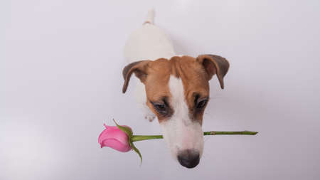 Top view of a funny dog with a pink rose in his mouth on a white background. Wide angle.の写真素材