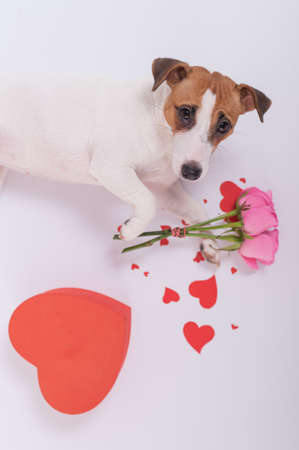 A funny dog gives a bouquet of roses as a sign of love for 14 February. Valentines Day greeting cardの写真素材