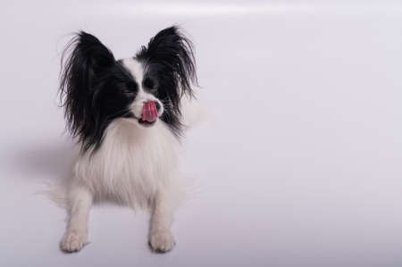 Portrait of cute eared dog Spaniel Continental Papillon on a white backgroundの写真素材