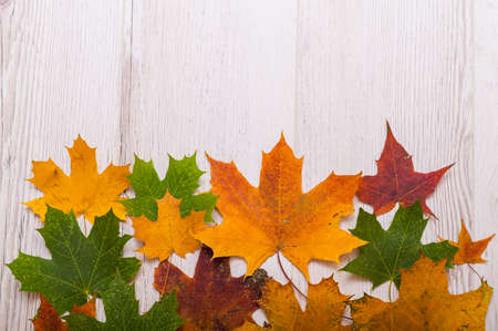 Top view of maple leaves on a white background. Empty space for text. Yellow foliage on a green...