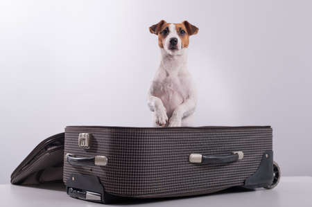 Jack Russell Terrier sits in a suitcase on a white background in anticipation of a vacation. The dog is going on a journey with the ownersの写真素材