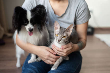 A woman holds in her hands a brush sphinx cat and a papillon dogの写真素材