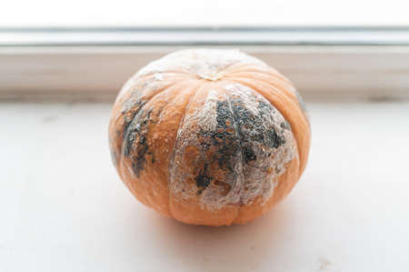 Close-up of a spoiled pumpkin in mold on a windowsillの写真素材