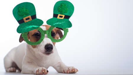 Portrait of a dog jack russell terrier in funny glasses on a white background. Saint patricks day holiday conceptの写真素材