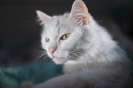 Portrait of a white fluffy cat on the bedの写真素材