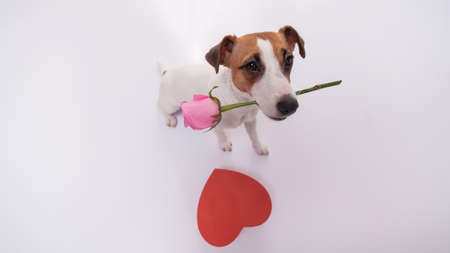 Portrait of a funny dog Jack Russell Terrier with flowers in his teeth and hearts around. Valentines day greeting cardの写真素材