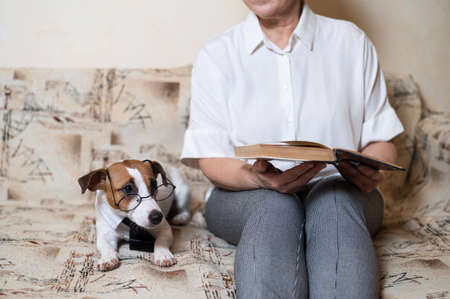 Elderly caucasian woman reading a book with a smart dog jack russell terrier wearing glasses and a tie on the sofaの写真素材