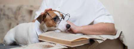 Elderly caucasian woman reading a book with a smart dog jack russell terrier wearing glasses and a tie on the sofa. Wide screen.の写真素材