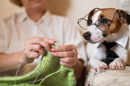 Dog jack russell terrier in glasses and a tie next to an elderly caucasian woman with knittingの写真素材