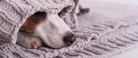 A cute little dog lies covered with a gray plaid. The muzzle of a Jack Russell Terrier sticks out from under the blanket. Widescreen.の写真素材
