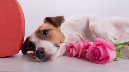A cute dog lies next to a heart-shaped box and holds a bouquet of pink roses on a white background. Valentines day giftの写真素材
