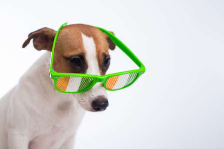 Portrait of a dog jack russell terrier in funny glasses on a white background. Saint patricks day holiday conceptの写真素材