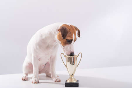 Jack russell terrier dog sits next to the winner cup at the show on a white backgroundの写真素材