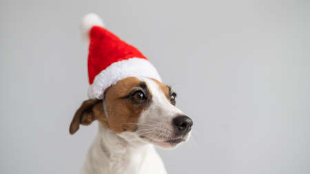 Portrait of a dog jack russell terrier in a santa claus hat on a white background. Christmas greeting cardの写真素材