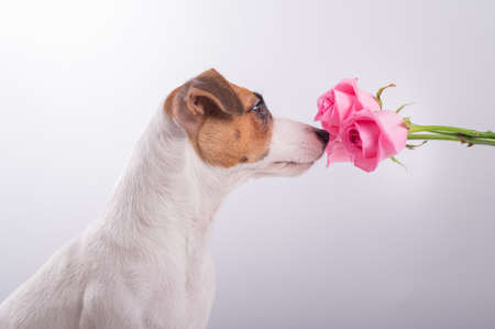 Portrait of funny dog Jack Russell Terrier sniffing a bouquet of roses on a white backgroundの写真素材