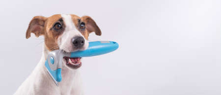Jack russell terrier dog holds a furminator in his mouth on a white background. Copy spaceの写真素材