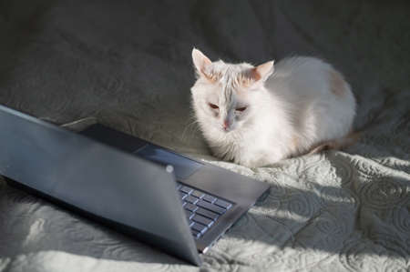 White cat sits at a laptop on the bed.の写真素材