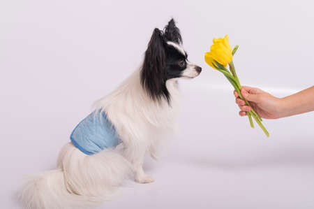 Funny dog with big shaggy black ears sniffs a bouquet of yellow tulips on a white backgroundの写真素材