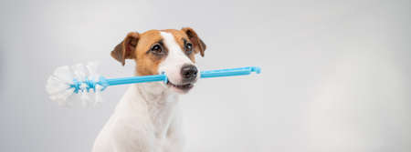 Jack russell terrier dog holds a blue toilet brush in his mouth. Plumbing cleaner. Widescreen.