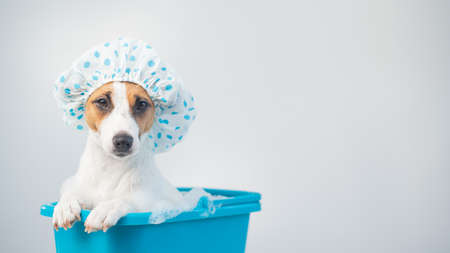 Funny friendly dog jack russell terrier takes a bath with foam in a shower cap on a white...