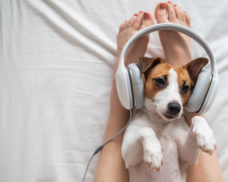 Cute dog jack russell terrier lies on its back on the legs of its owner and listens to music on headphones.の写真素材