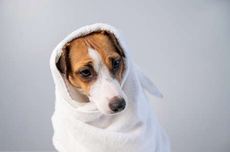 Portrait of a cute dog Jack Russell Terrier wrapped in a white terry towel on a white background
