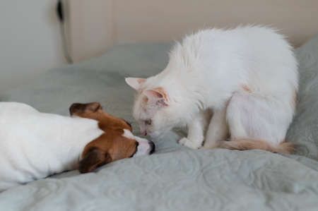 Jack russell terrier dog and irritated white cat on the bed.の写真素材
