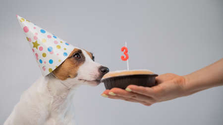 Dog in a birthday hat on a white background. A woman holds out a Jack Russell Terrier a cake with a...
