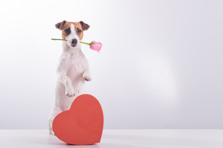 Jack Russell Terrier holds flowers in his mouth and sits next to a heart-shaped box. A dog gives a romantic gift on a dateの写真素材