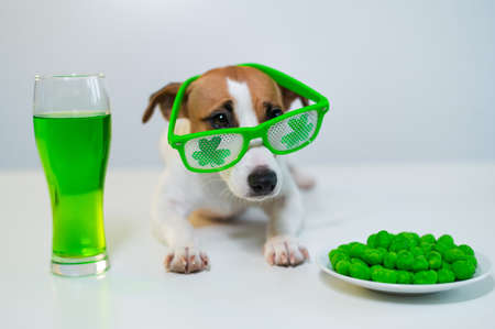 Dog with a mug of green beer and glazed nuts in funny glasses on a white background. Jack russell terrier celebrates st patricks dayの写真素材