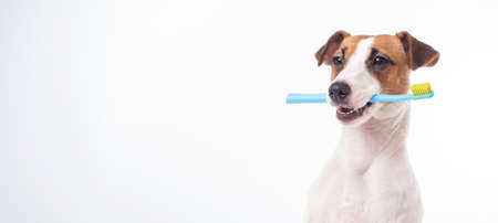 Smart dog jack russell terrier holds a blue toothbrush in his mouth on a white background. Oral hygiene of pets. Wide screen