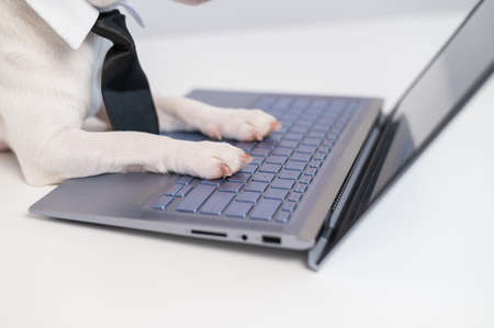 Close-up of dog paws on computer.