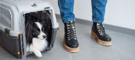 Dog papillon in a cage for safe transport.