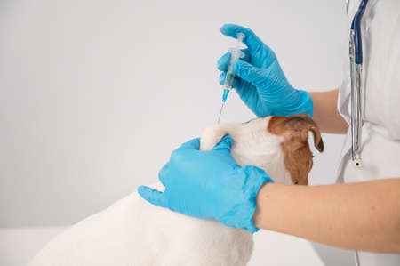 Close-up veterinarian puts medication injection into withers of jack russell terrier dog on white background.の写真素材